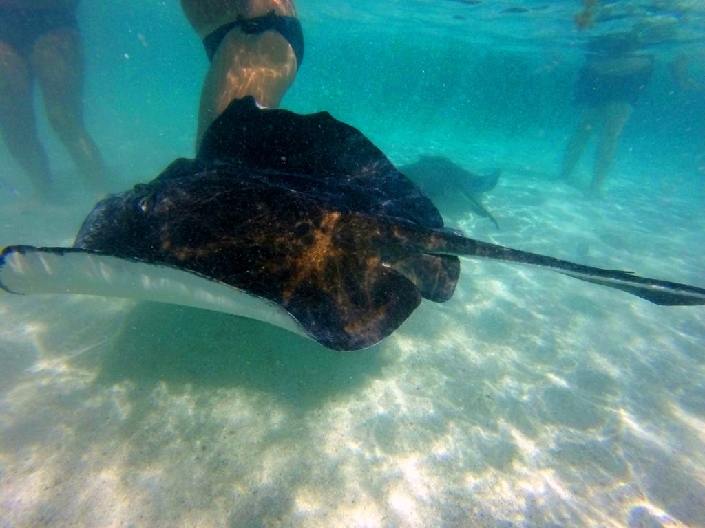 Nuotata nella piscina naturale a Stingray City Antigua