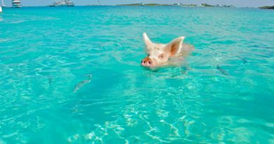 Spiaggia di Piggy Beach nelle isole Exumas alle Bahamas