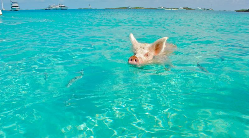 Spiaggia di Piggy Beach nelle isole Exumas alle Bahamas