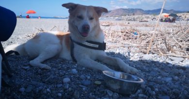 spiagge per cani