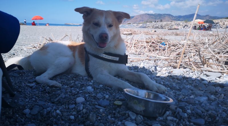 spiagge per cani